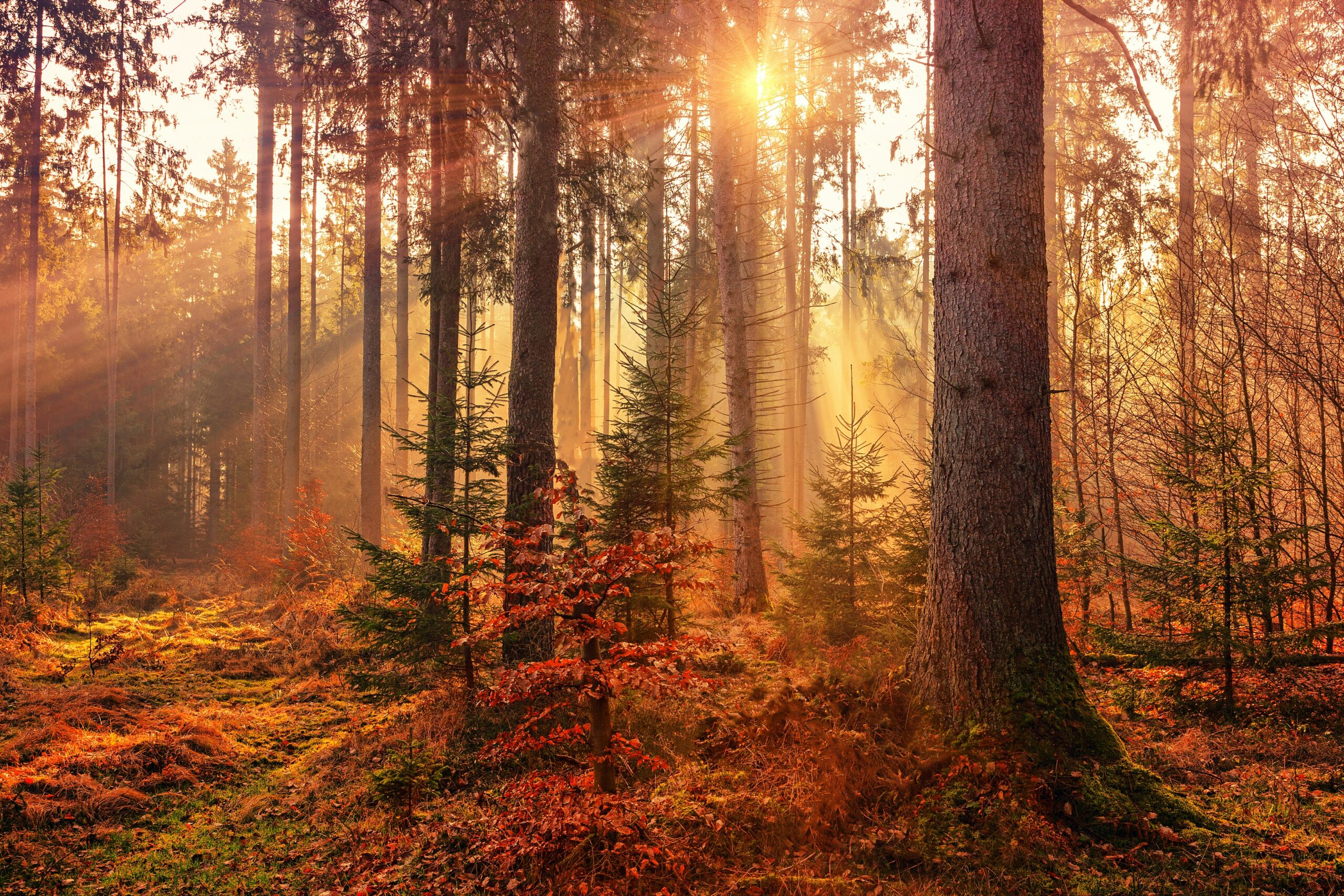 Photo by Johannes Plenio on Unsplash