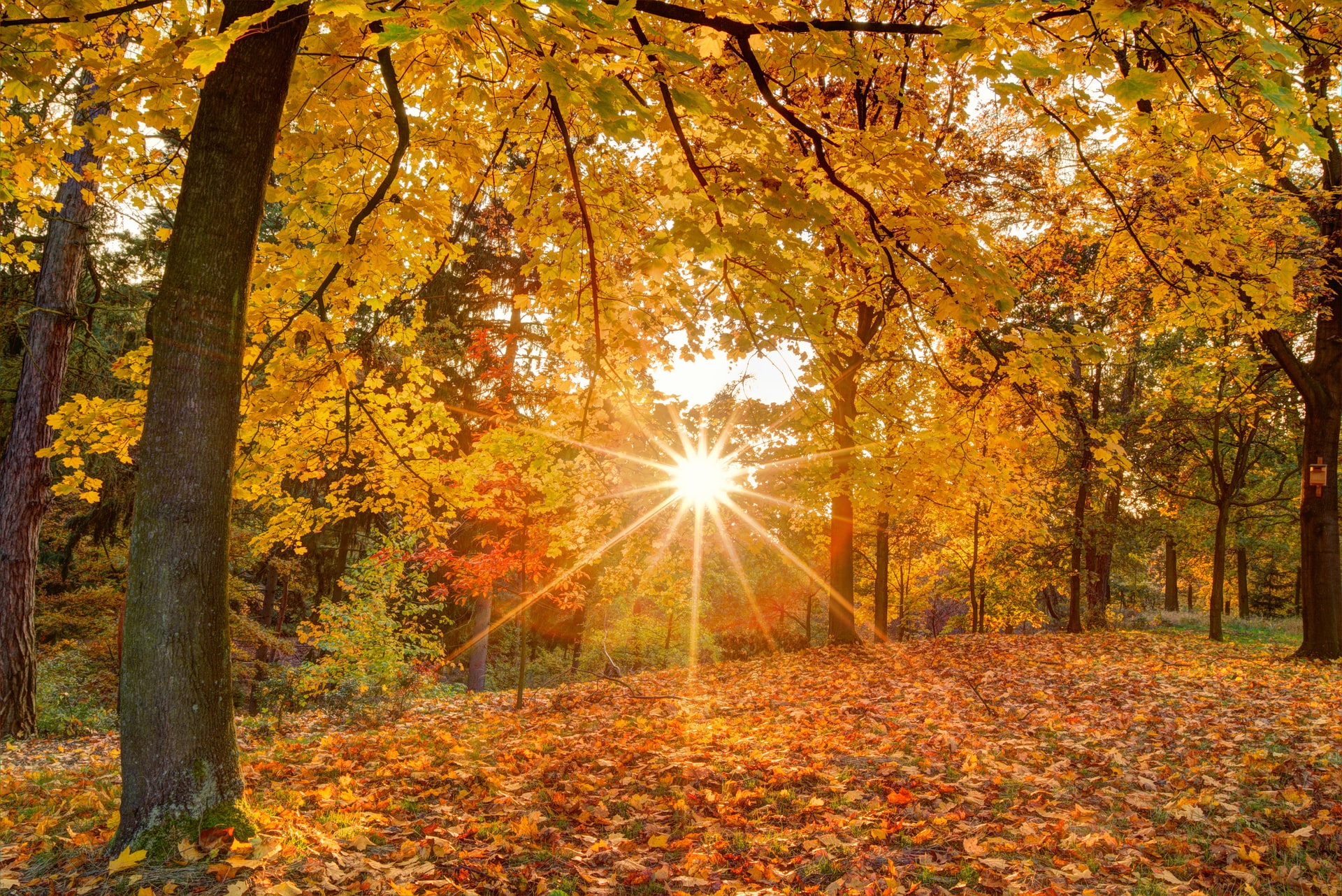 herbstwald-licht